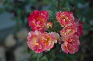 watercolor roses