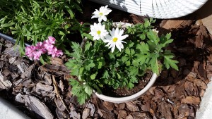 Daisies from Faith