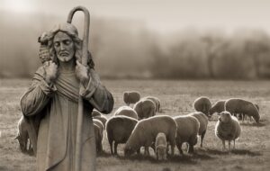 shepherd with sheep