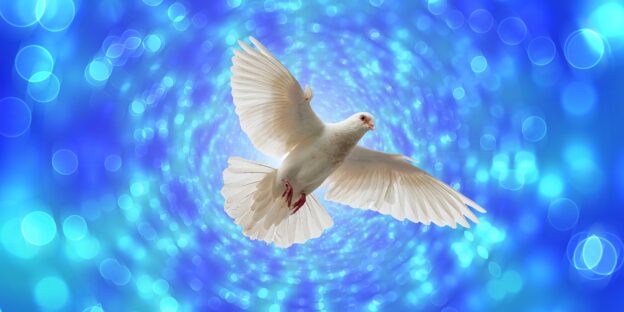 dove hovering about with blue background