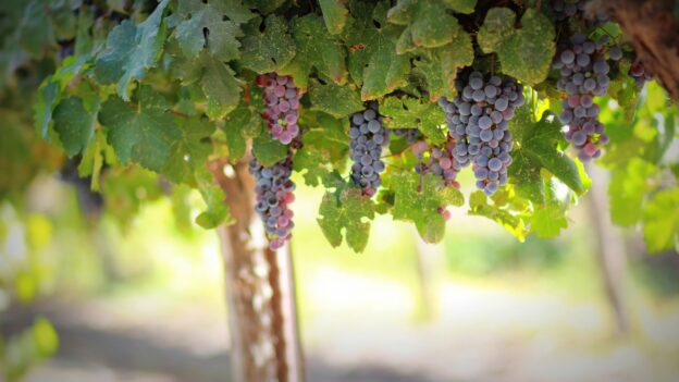 Grape arbor - green leaves and purple grapes