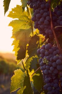 grapes on the vine with a sunset glow
