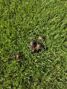 dried mushrooms in grass