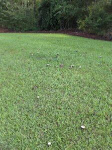 field of grass with multiple mushrooms