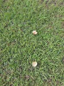 mushrooms in grass showing some drying