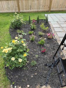 small garden, with two large yellow rose bushes and several other flowers.